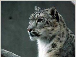 Pianist performs for the snow leopard