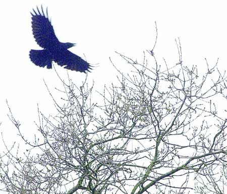 Making a return to the wild