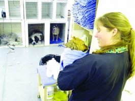 Learn to get the most out of a furry friend