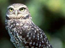 Audubon Society sues city