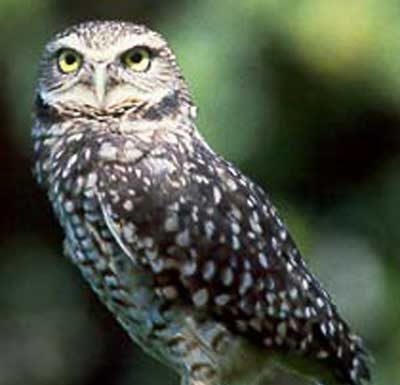 Audubon Society sues city