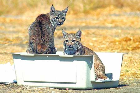 Bobcats released into the wild