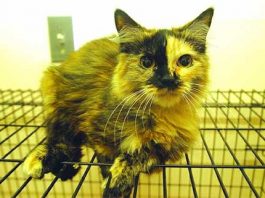 Pet of the week