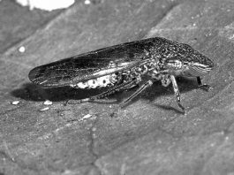 Feds add funds to fight sharpshooter