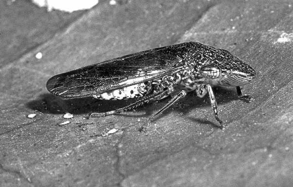 Feds add funds to fight sharpshooter