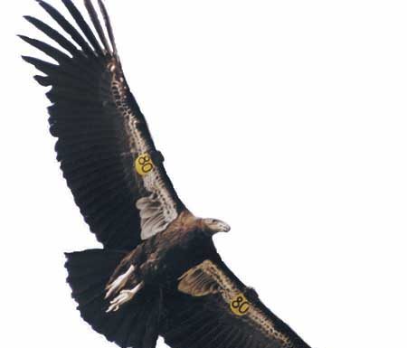 Counterfeit bills left behind in motel room