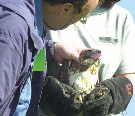 Live Oak at Alisal Highlights