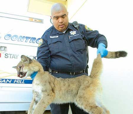 Mountain lion cubs invade neighborhood