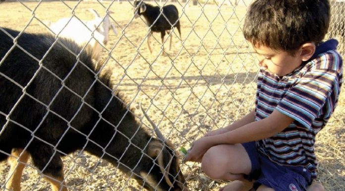 Live Oak vs Sobrato Boys Basketball