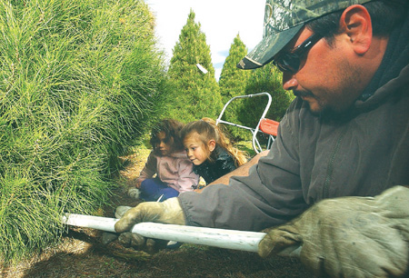 Fir or fake, pine or pretend?