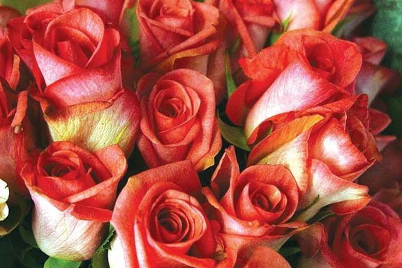 Roses are red, violets are blue…