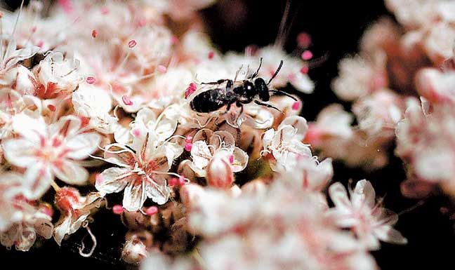 Ground squirrels can become a problem
