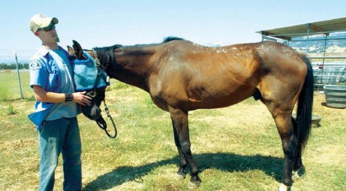 Animal shelter saves starving horse