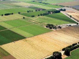 Can School District Afford to Lose Coyote?