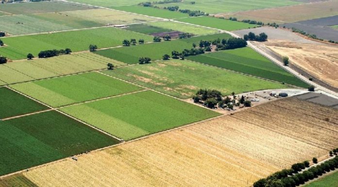 Can School District Afford to Lose Coyote?