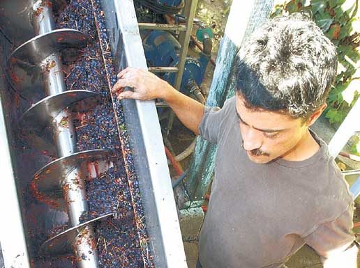 Great Year for Grapes