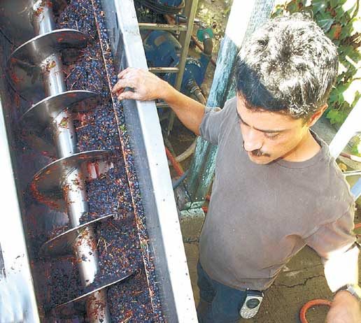 Great Year for Grapes