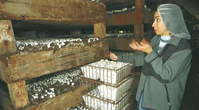 Local runners turn out to honor San Jose man