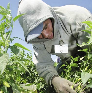 Farmers Facing Labor Shortage