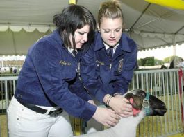 For the Love of Lambs