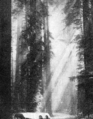 World Famous Bird Singer Charles Kellogg Hailed from Morgan Hill