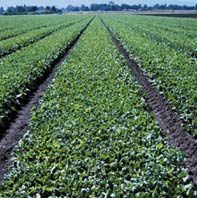 Local Growers Scrutinized