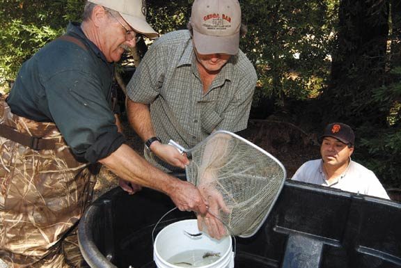 Endangered Steelheads Rescued