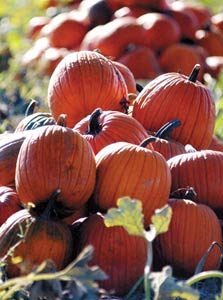 Pumpkin Fields of San Martin