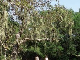 Happy Birthday, County Parks