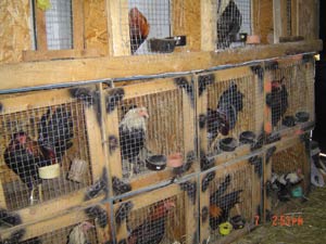 Blood, Blades and Feathers