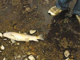 Waste Chokes Creek Life