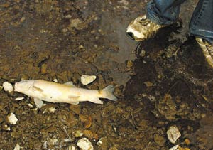 Waste Chokes Creek Life