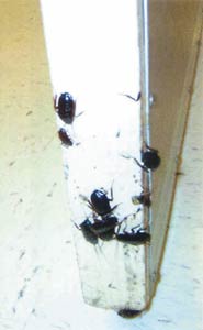 Roach Problem Bugs Teachers
