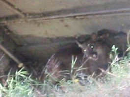 Two Mountain Lions Spotted on City’s Rural Outskirts