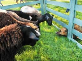 Wag-A-Bout Puts on the Dog