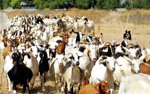 Water District Enlists Eco-Goats