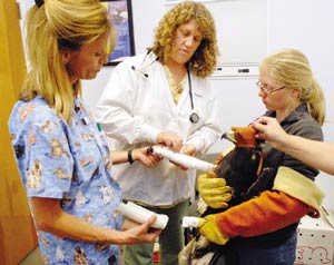 Injured Golden Eagle on the Road to Recovery