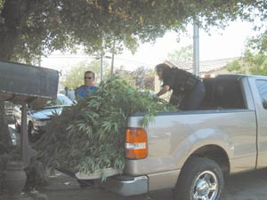Illegal Grow Near Downtown Leads to Arrest