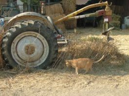 Fate Uncertain for Wild and Stray Cats