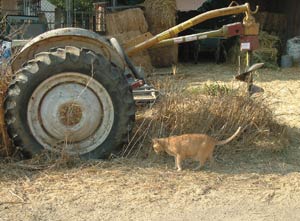 Fate Uncertain for Wild and Stray Cats