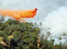 Fire Scorches Coe Park