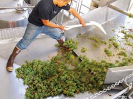 Wine Harvest Comes Early