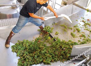 Wine Harvest Comes Early