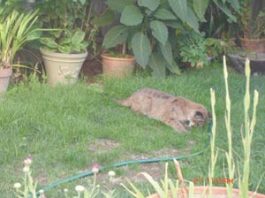 Mountain Lion Caught in Gilroy