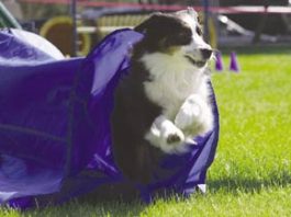 Every Dog Has Its Day