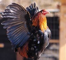 Fighting birds found in unincorporated Morgan Hill