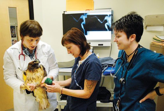 Hope the injured hawk’s medical examination