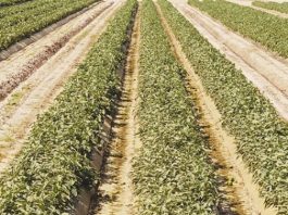 Farmers complain of inefficiency in county permitting process