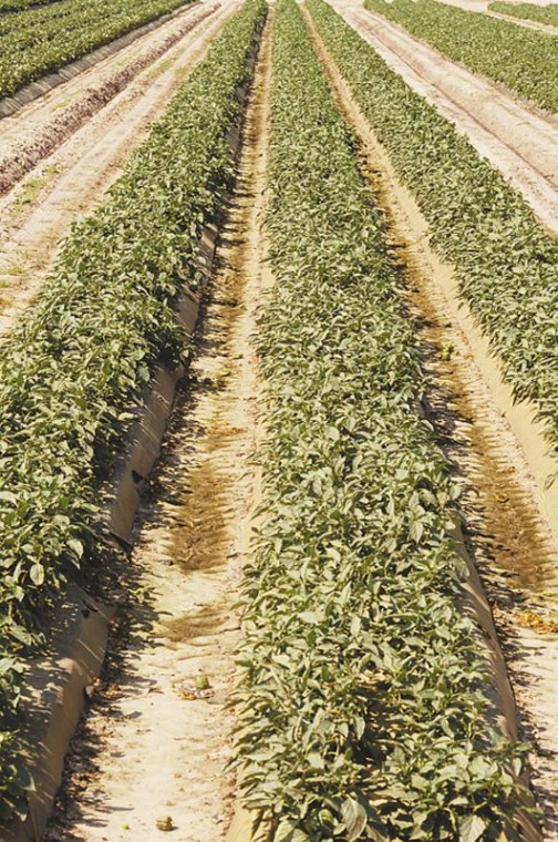 Farmers complain of inefficiency in county permitting process