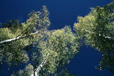 News briefs: Local volunteers plant trees at San Pedro Pond